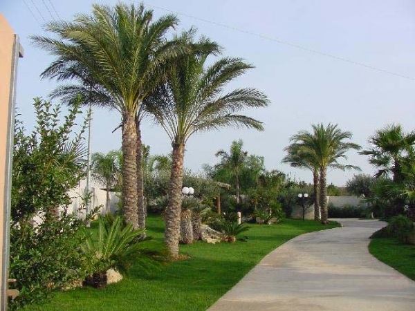 Alberi Alberi