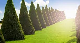 Forme e arte topiaria forme e Arte Toparia