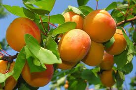 Piante da Frutto Piante da Frutto